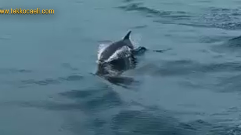 İzmit Körfezi’nde Sürpriz; Görenler Hayrete Düştü