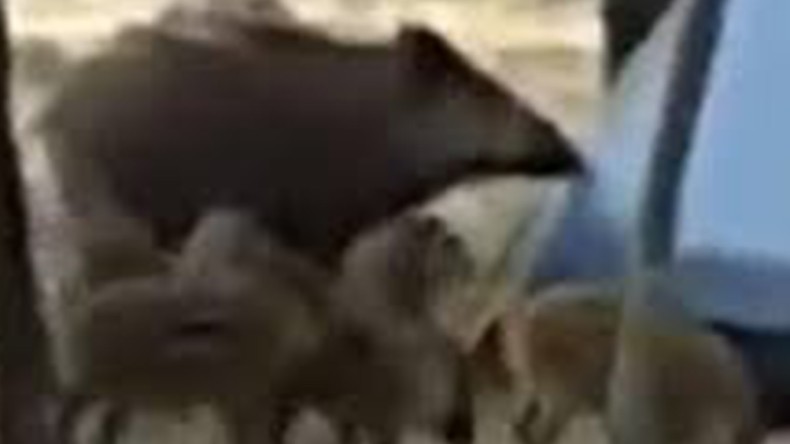 Aç Kalan Domuzlar Kenti Bastı