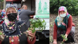 İzmit’te Binlerce Dağıtıldı; Köyler Şenlendi