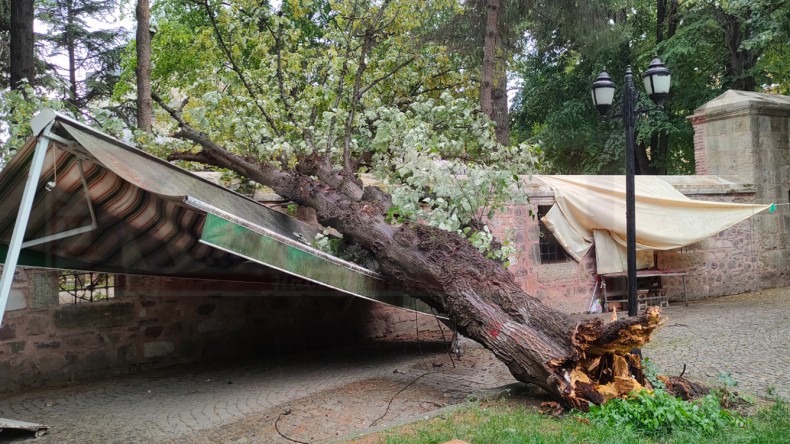 Yeni Cuma Camii Bahçesindeki Ağaç Devrildi