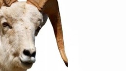 Kurban Bayramı Tatili Kaç Gün Olacak?