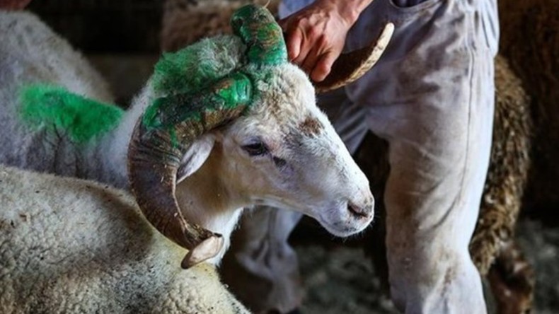Vekaletle Kesilecek Kurban Ücretleri Belli Oldu