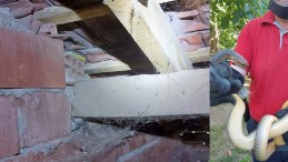 Evin Çatısındaki 2 Metrelik Yılan Panik Yarattı