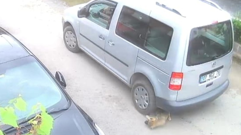 Sokak Köpeğini Ezen Sürücüye Af Yok