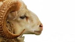 Diyanet’ten Fetva; Kurbanlık Alırken Günaha Girmeyin