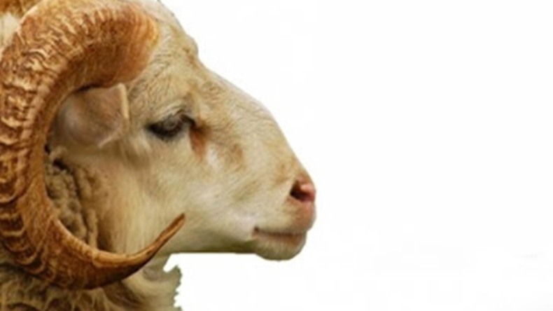 Diyanet’ten Fetva; Kurbanlık Alırken Günaha Girmeyin