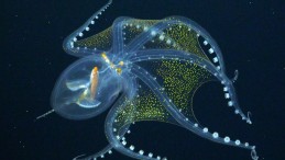 Korku Filmi Gibi; İlk Kez Görüntülendi