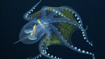 Korku Filmi Gibi; İlk Kez Görüntülendi