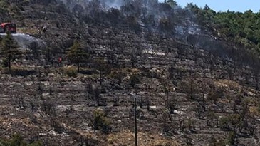 Körfez’de Orman Yangını