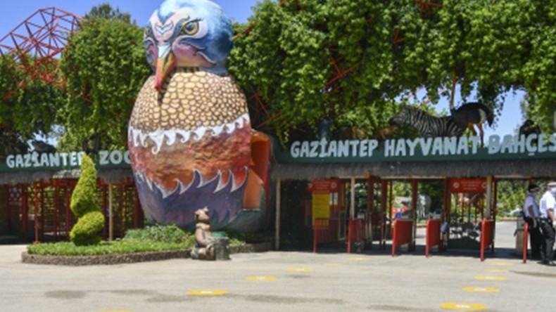 Kafesinden Kaçan Aslan Dehşet Saçtı