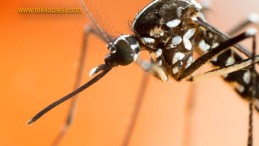 Ölümcül Tehlike; Uzmanlar Uyardı