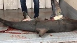 Marmara Denizi’nde Dev Köpek Balığı Yakalandı