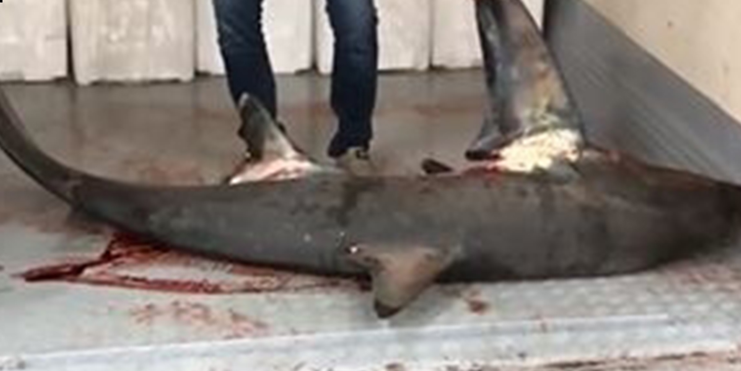 Marmara Denizi’nde Dev Köpek Balığı Yakalandı
