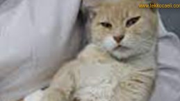 İğrenç Olay; Kediye Cinsel Saldırı