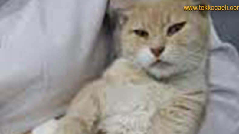 İğrenç Olay; Kediye Cinsel Saldırı