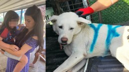 Korku Dolu Anlar; Köpek Çocuğa Saldırdı