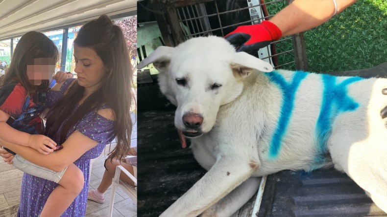 Korku Dolu Anlar; Köpek Çocuğa Saldırdı