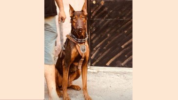 15 Gündür Her Yerde Aranıyor