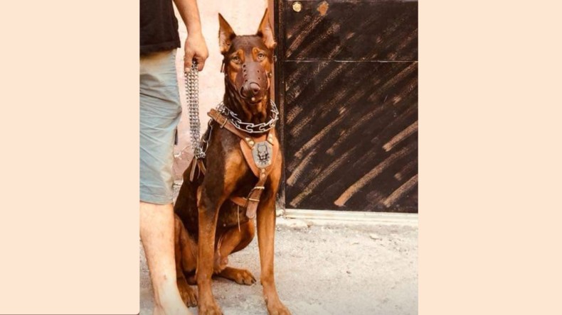 15 Gündür Her Yerde Aranıyor