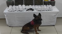 Jandarma’dan Kartepe’de Uyuşturucu Baskını