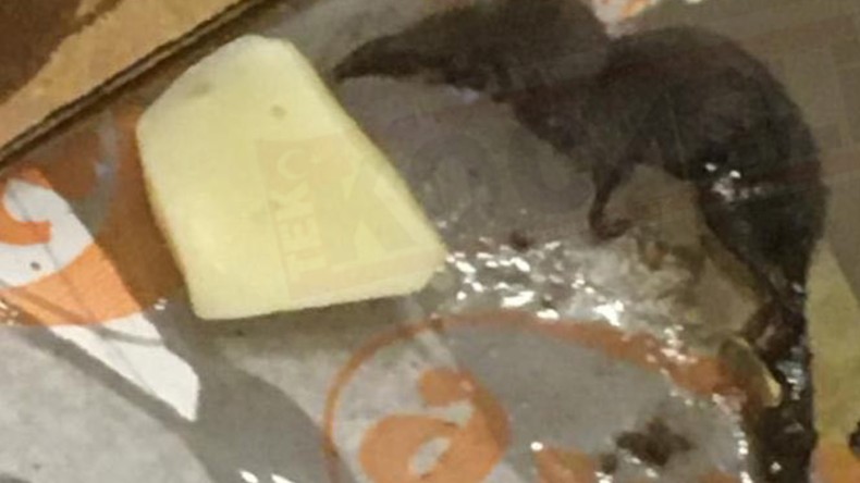 Nadir Görünen Yaratık İzmit’te Görüntülendi