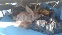 Kaza Yapan Kamyonetten Avlanması Yasak Geyik Çıktı