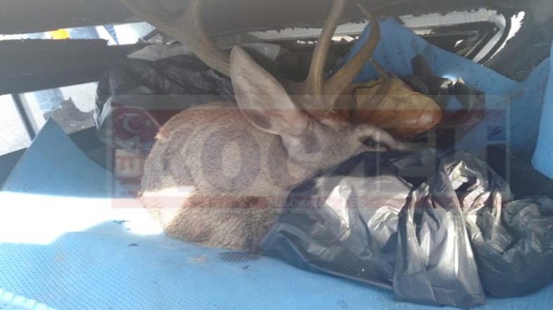 Kaza Yapan Kamyonetten Avlanması Yasak Geyik Çıktı