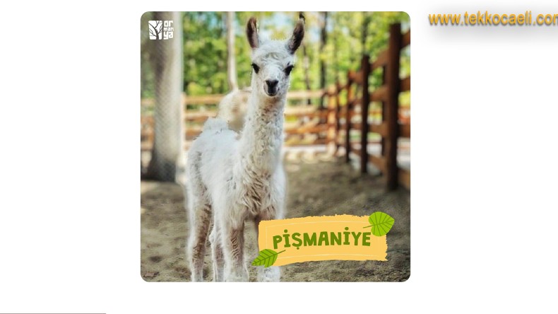 Ormanya’nın Yeni Üyesi ‘Pişmaniye’ ile Tanıştınız mı?