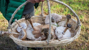 Kocaeli’de İlk Kez Yapıldı; Siz de Katılabilirsiniz