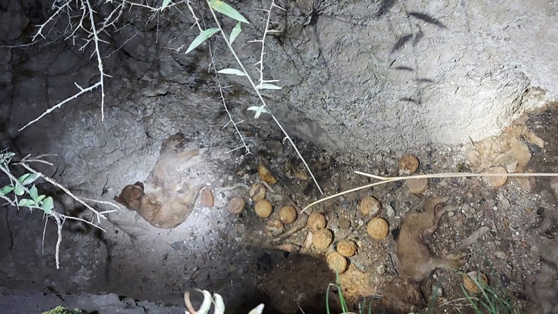 Çok Sayıda Yavru Köpek Çukura Düştü, Mahsur Kaldı