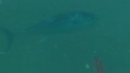 Kocaeli’de 50 Yıl Sonra Bir İlk