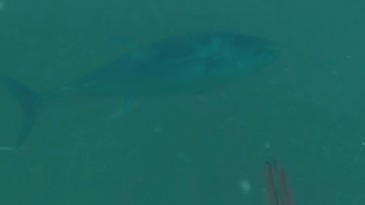 Kocaeli’de 50 Yıl Sonra Bir İlk