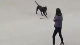 Kocaeli’de Pitbull Dehşeti