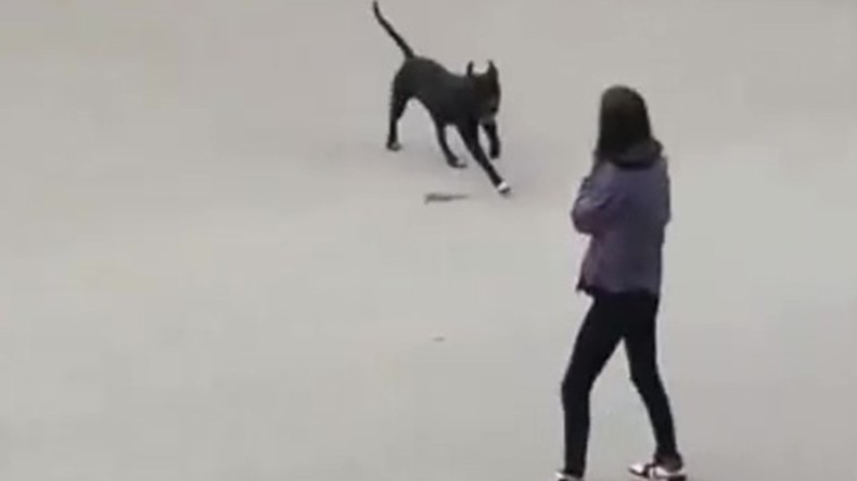 Kocaeli’de Pitbull Dehşeti