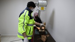 Yaralı Köpek Büyükşehir’le Hayata Tutundu