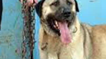 Fabrikada Köpek Saldırısı; İki İşçi Yaralandı