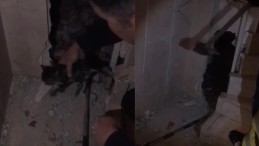 Apartman Boşluğuna Sıkışan Kediler Böyle Kurtarıldı