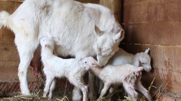 Ormanya ailesine üç yeni üye daha katıldı