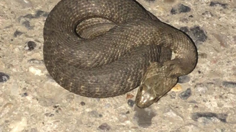 Sekapark’ta panik; Görenleri korku sardı