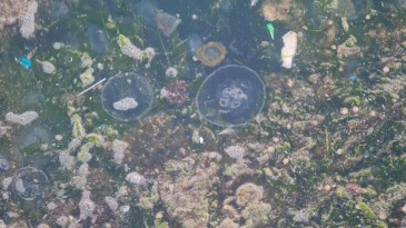 İzmit Körfezi’nde korkutan görüntü