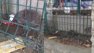 Mahsur kalan kirpiyi itfaiye kurtardı