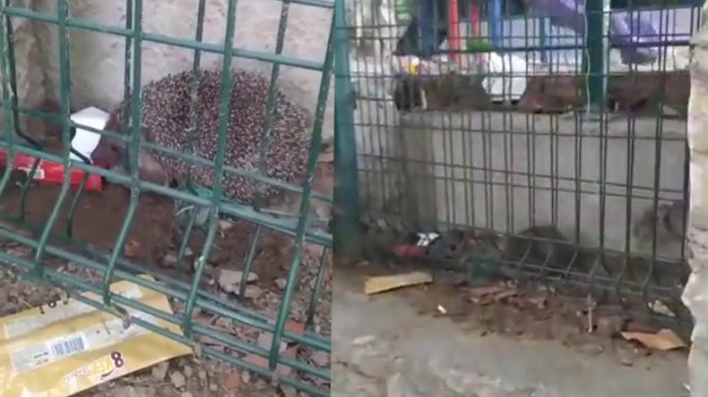 Mahsur kalan kirpiyi itfaiye kurtardı