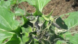 Tırtıl istilası giderek tehlikeli hal alıyor! Sebze ve meyveye de sıçradı