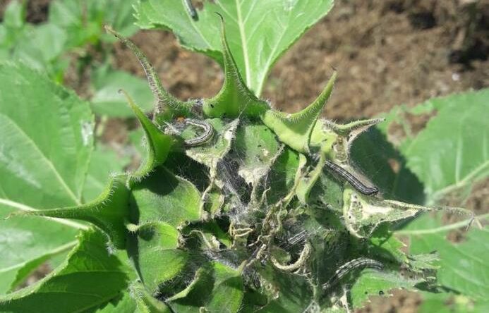 Tırtıl istilası giderek tehlikeli hal alıyor! Sebze ve meyveye de sıçradı