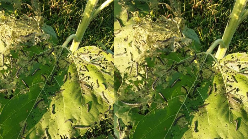 Kocaeli’de ilk kez görüldü; Çiftçilere uyarı, dikkat!