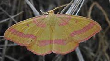 Türkiye’de ilk kez görüntülendi