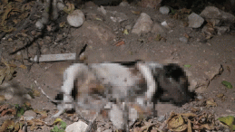 Köpek ölümlerine yenileri eklendi!