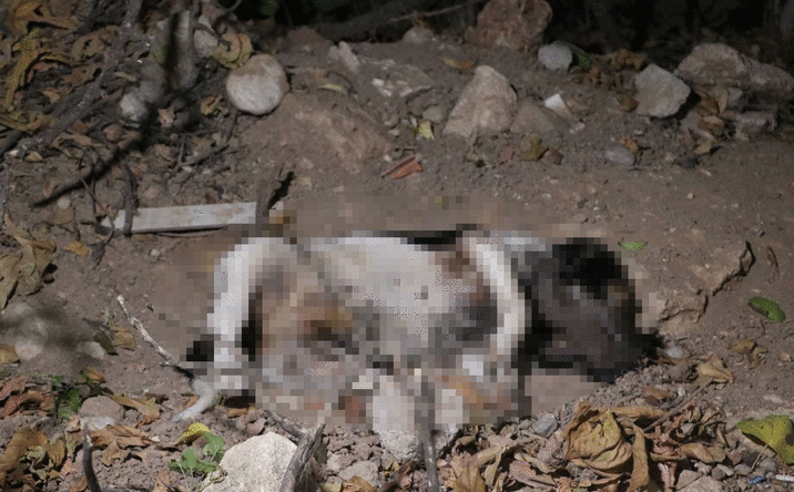 Köpek ölümlerine yenileri eklendi!