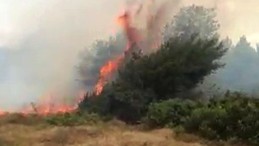 Kocaeli’de orman yangını; Yükselen alevler korkuttu