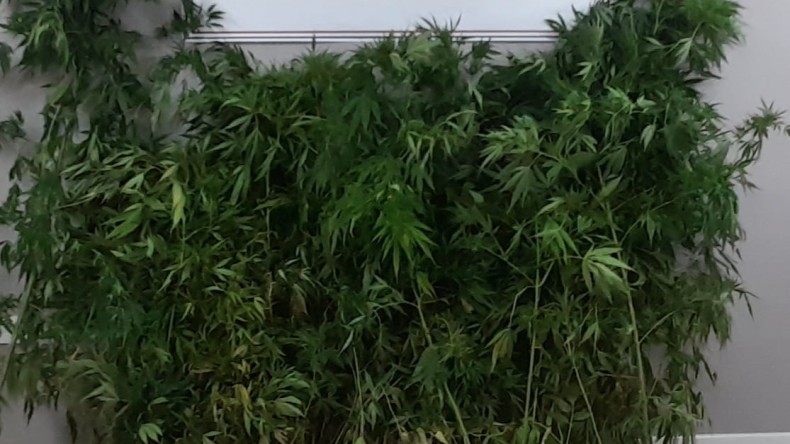 Gölcük Hisareyn’de Jandarma’dan kenevir baskını